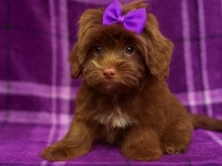 Cockapoo – Cockapoo puppy – Boca Raton