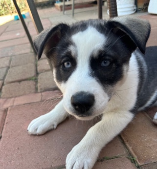 Siberian Husky – huskey puppies