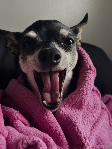 Chihuahua – Ponyo