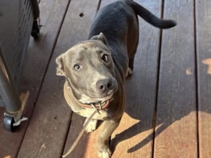 American Pit Bull Terrier – 4 month old Blue Pitbull – Tucker