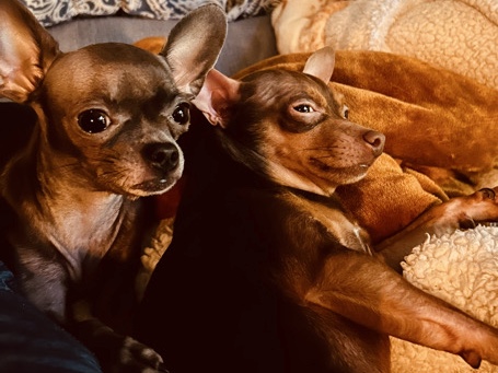Chihuahua – Fred & Ethel – Philadelphia
