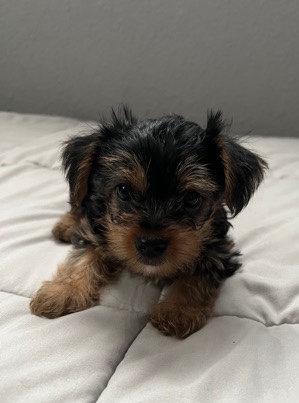 Yorkshire Terrier – male AKC yorkie