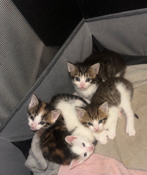 British Shorthair – 8 kittens for sale , 2 separate litters
