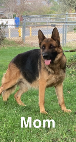 German Shepherd – German shepherds puppies