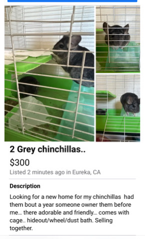 2 grey chinchillas