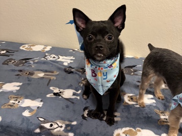Chihuahua – Good Home For Rocky – Citrus Heights