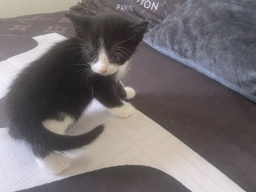 European Shorthair – Adorable European Shorthair Kitten – 4 Weeks Old – Bradford – Bradford