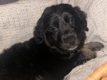 lab/border collie puppies