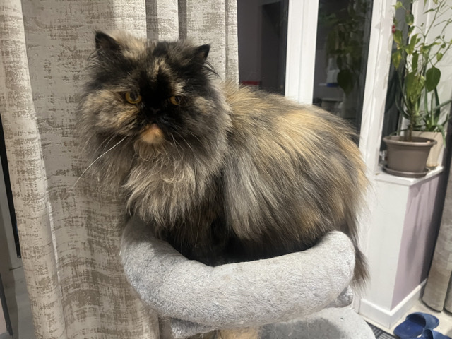 Persian (Traditional) – Persion Cat for sale