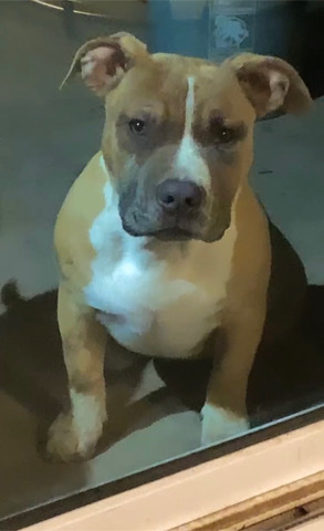 American Pit Bull Terrier – I have 3 American Bully puppies for sale