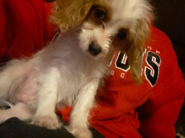 Puppy