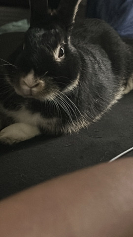 Rex – pet rabbit for sale 😭