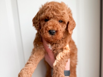 Goldendoodle - Montana Raised Doodles available for adoption in Billings