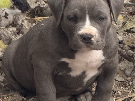 American Bulldog - pocket bully puppies x2 left  available for adoption in Staines-Upon-Thames