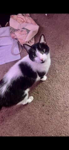 Oriental Bicolor – looking for loving home for my bicolor cat