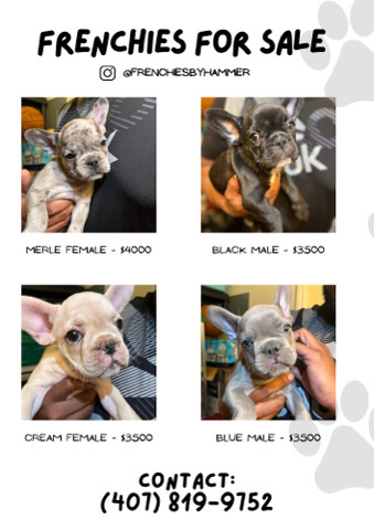French Bulldog – French bulldog puppies