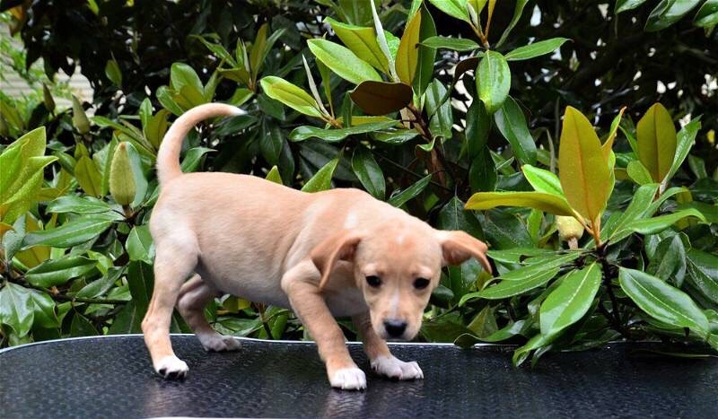 Chihuahua – Chihuahua/Terrier Mix Small baby male for adoption