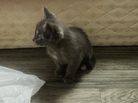 Free Kittens – Queen Creek