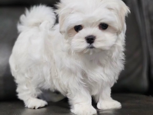 Maltese – Cute Male Puppy Frank – Pet Lovers Only ❤️ – Milwaukee
