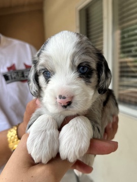 Blue Merle Female Australian Cockapoo