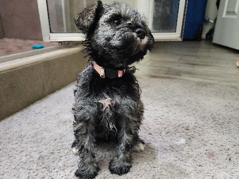 Miniature Schnauzer – miniature Schnauzer Puppies – Pharr