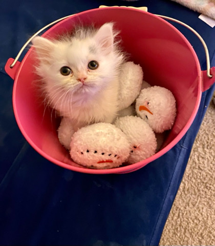 Persian (Traditional) – Purebred Persian kitten