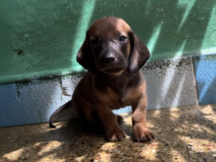 Dachshund – Male Dachshund Puppy ❤️ – Chennai