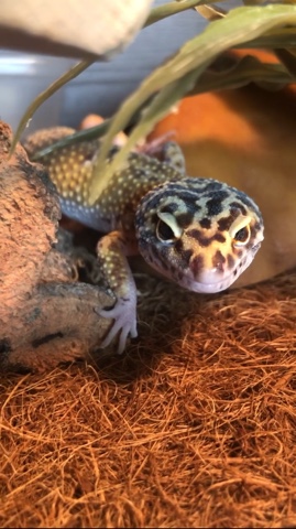 Leopard Gecko and Full Set Up