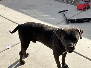 American Pit Bull Terrier – pitbully – Las Vegas