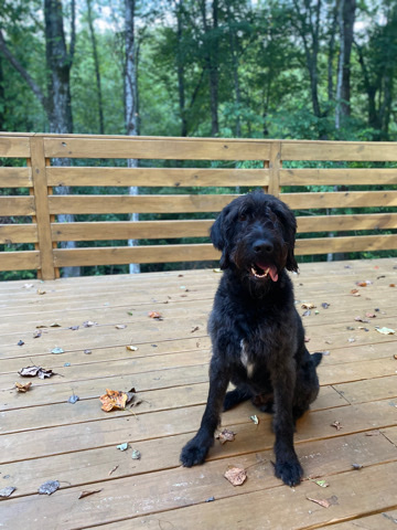 Labrador Retriever – Labradoodle Rocky