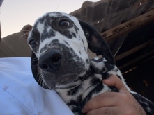 Dalmatian – dalmation – Abu Dhabi