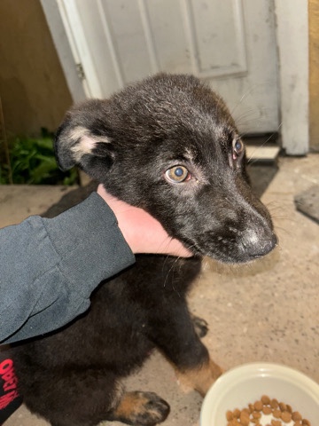 German Shepherd – baby German Shepard