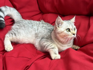 Australian Mist – Playful 5‑Month‑Old Cat Looking for a Loving Home – Fujairah