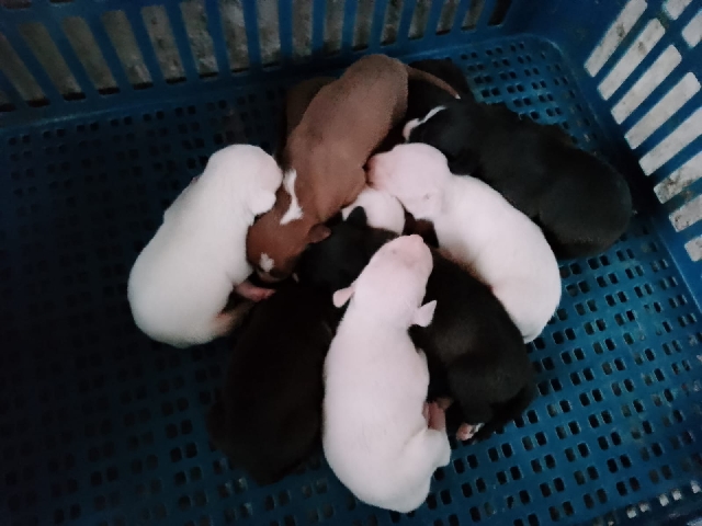 American Pit Bull Terrier – boa tarde.eu estou vendendo filhotes de Pit Bull.4 brancos sendo 2 machs,4 pretos todos e 2 marrons.