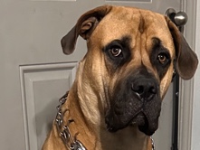 English Mastiff – Englsh mastiff mix – Austin