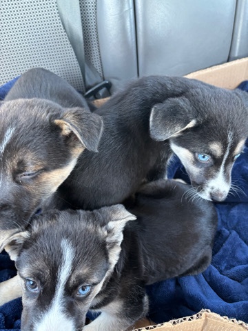 Siberian Husky – Husky mix rehoming