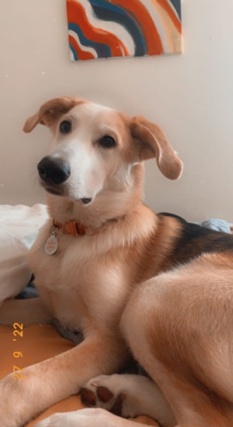 German Shepherd – Juniper