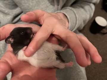 female bay Syrian hamster
