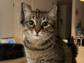 American Shorthair – Lovely 6-Year-Old American Shorthair Cat – Palisades Park – Palisades Park