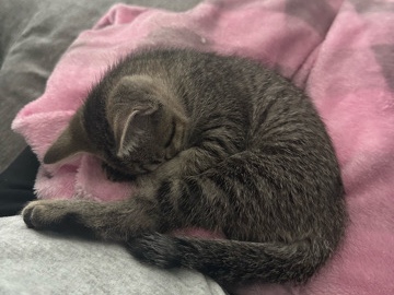 Pet Kitten / Moggy - Domestic Shorthair – Nashville