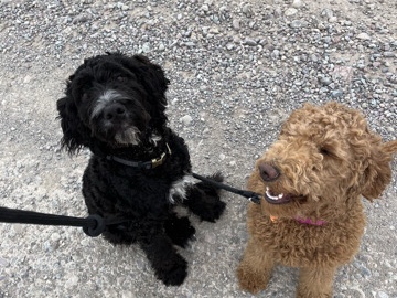 Doodle - two doodles for sale/rehome available for adoption in Whitefish