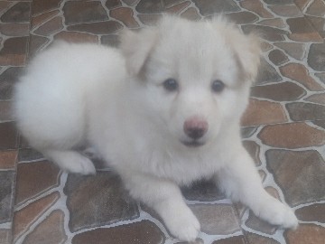 Pomeranian – Free for adoption – Chennai