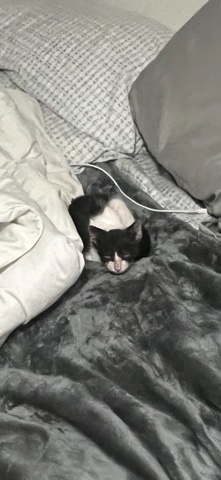 Rehome Kitten