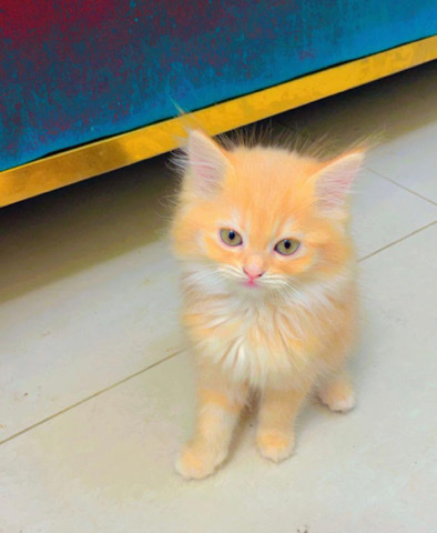 Shiraz Cat