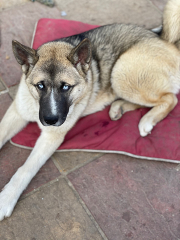 Siberian Husky – mixed breed huskita