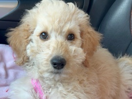 F1B Mini Goldendoodle – Garland