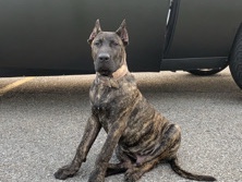 Perro de Presa Canario – starlet – Rochester