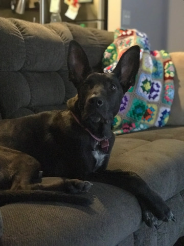 German Shepherd – German Shepherd/ Great Dane mix