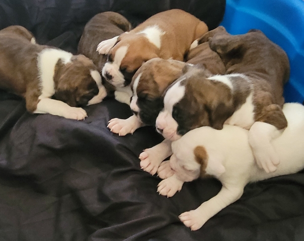 puppys sale Boxer