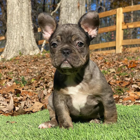 French Bulldog – French bulldog puppy